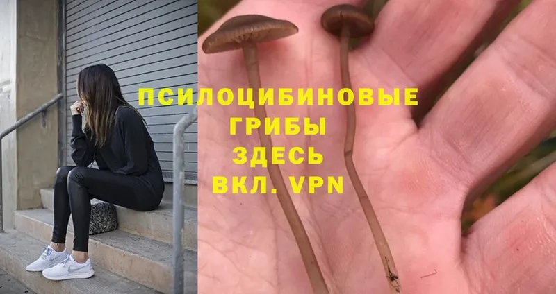 Галлюциногенные грибы Magic Shrooms  Камбарка 